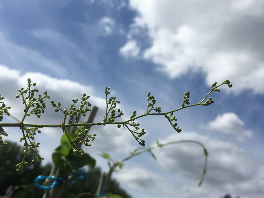 mannelijke hopbloemen