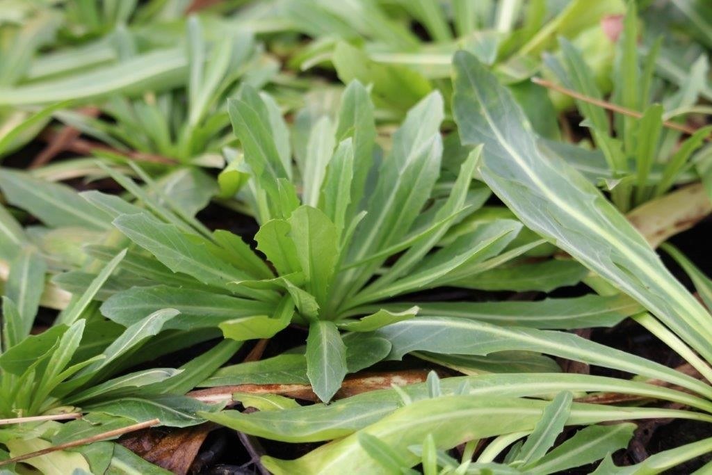 Rubber dandelion