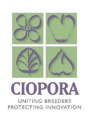Logo CIOPORA, uniting breeders protecting innovation