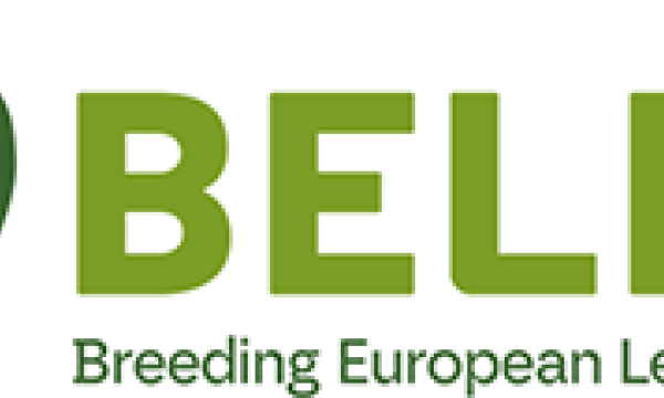 Belis logo