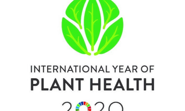 Logo international year of plant health 2020