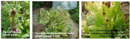 Plant pest on potato