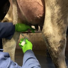 Taking a milk sample of a cow's udder