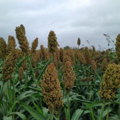 Sorghum