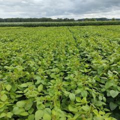 Overview of soy trials