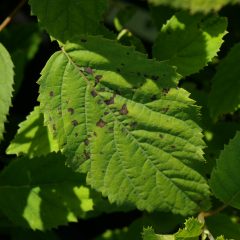 Xanthomonas hydrangeae leaf spots