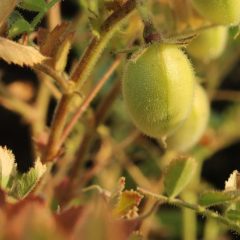chickpea growing on the plant