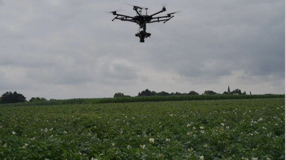 Alternaria opsporen met drones