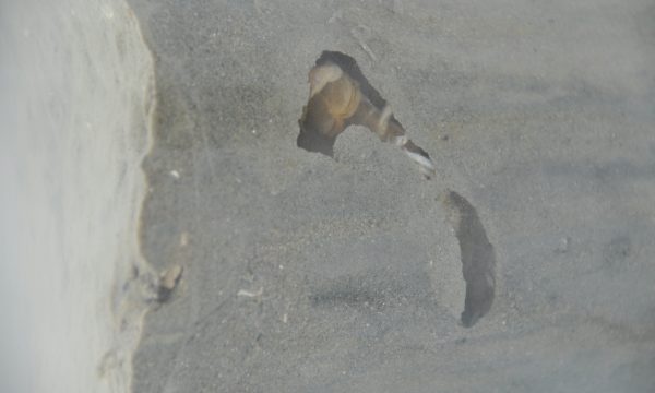Benthic ecosystem