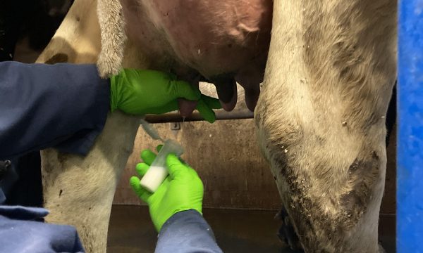 Taking a milk sample of a cow's udder