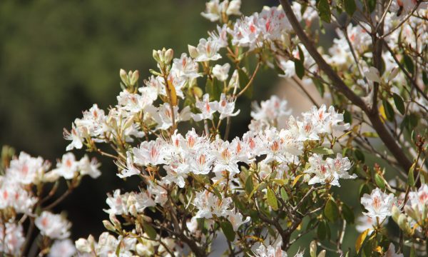 witte rododendron bloemen