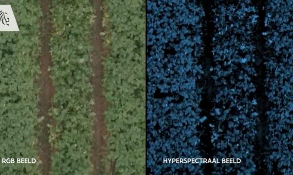 RGB en hyperspectraal beeld van aardappelveld