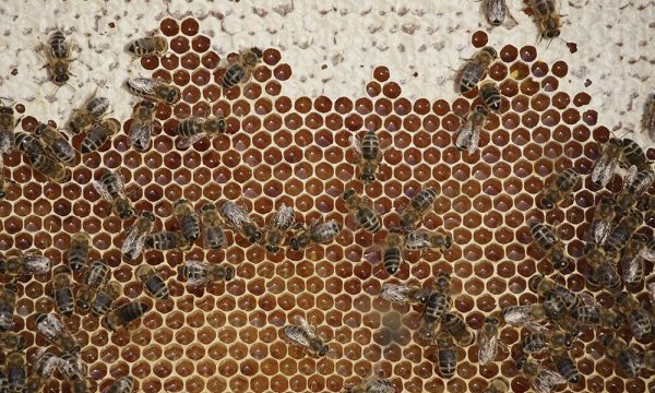 Bijen en honing