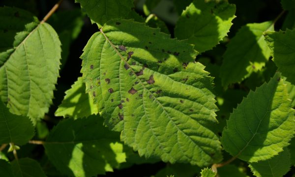 Xanthomonas hydrangeae, oorzaak van bladvlekken op Hydrangeae