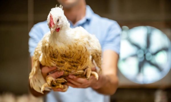 Ammoniakreductie pluimveehouderij