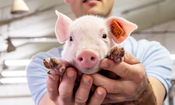 cute piglet