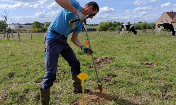 Man takes soil sample in cow pasture