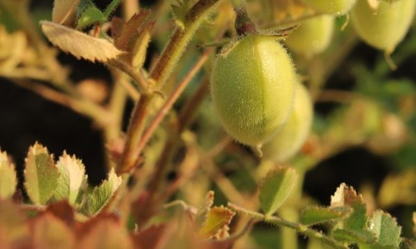 chickpea growing on the plant