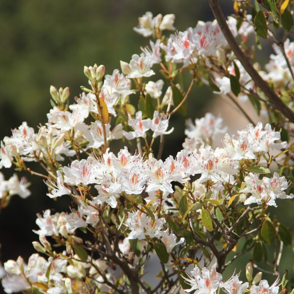 witte rododendron bloemen