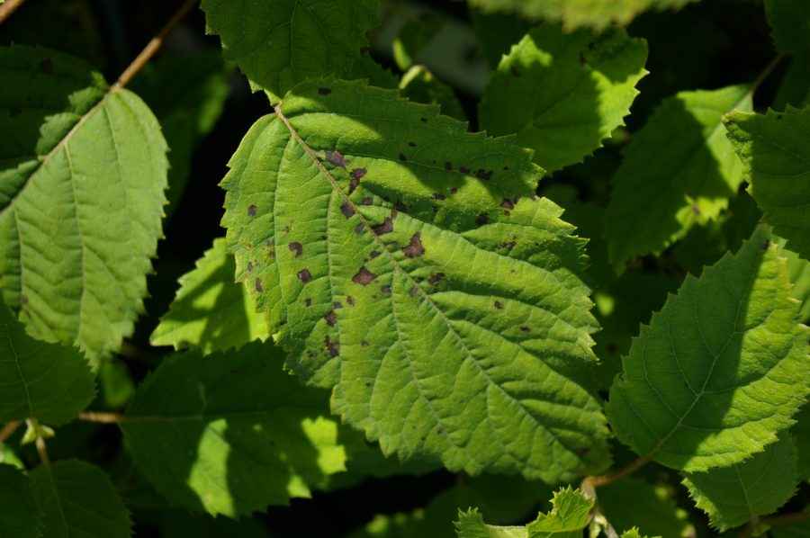 Xanthomonas hydrangeae leaf spots