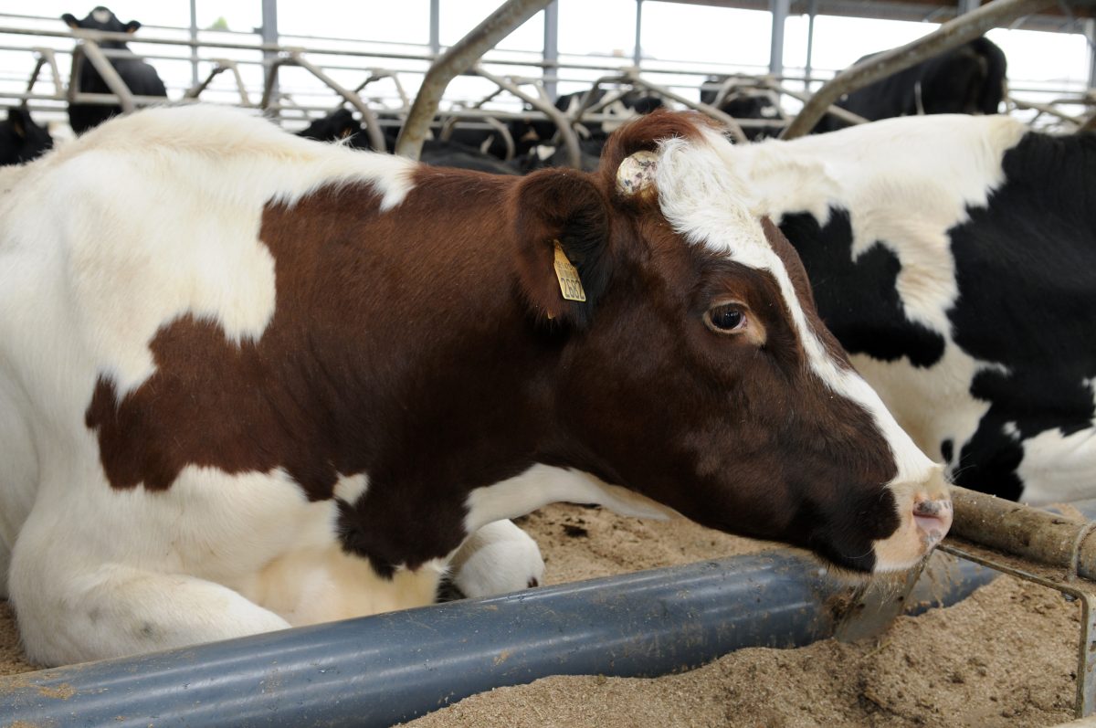 Dairy cattle lying down in the barn