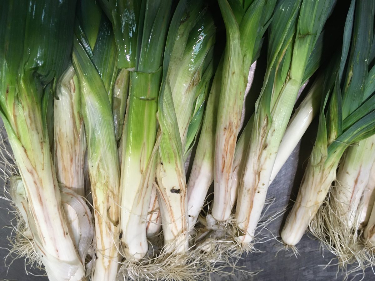 Feeding spots on the leek leaves made by the females of the allium leafminer