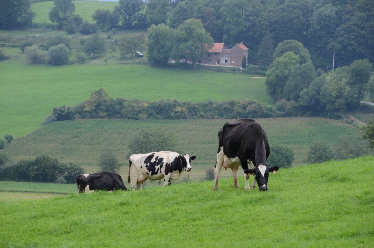 Drie grazende koeien in een heuvellandschap