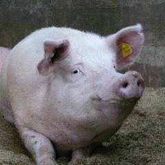 Pig