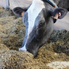 Een koe met haar snuit in voeder