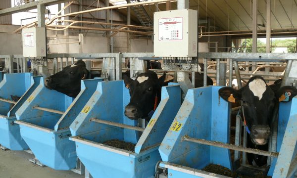 cows eating roughage from blue feed bins