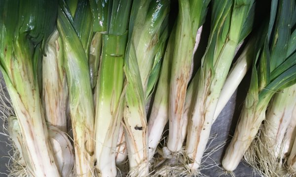Feeding spots on the leek leaves made by the females of the allium leafminer