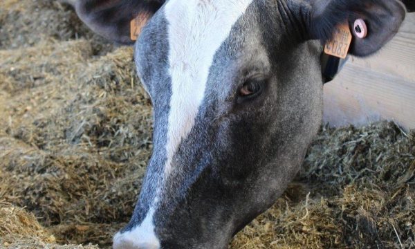 Een koe met haar snuit in voeder