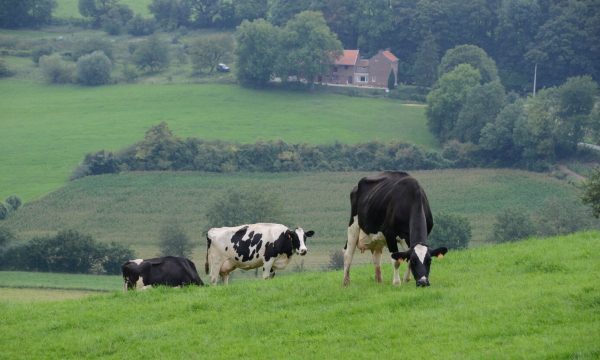 Drie grazende koeien in een heuvellandschap