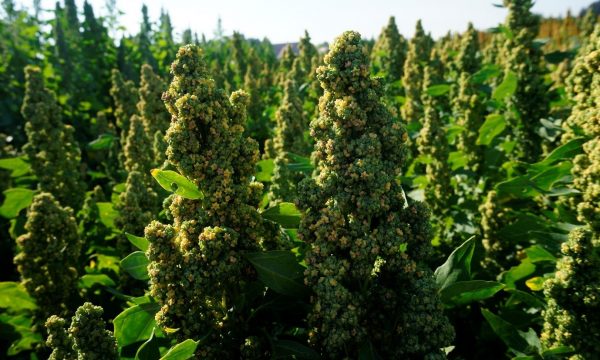 quinoa ripening in the field