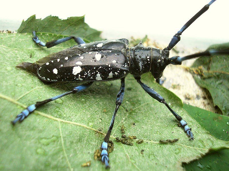 De Oost-Aziatische boktor, een kever met een zwart gekleurd lichaam met witte vlekken, en blauw gestreepte antennes en voeten