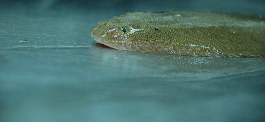 Zeetong, een bruin gevlekte platvis