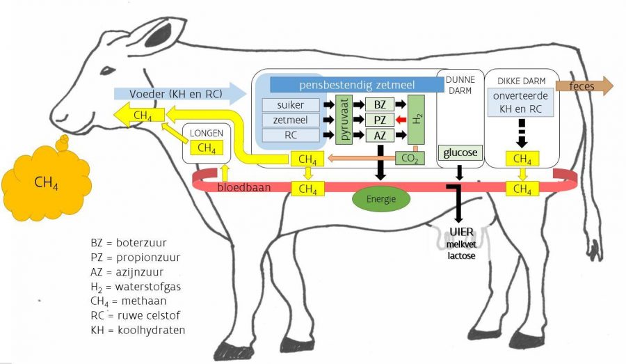 Drawing of cow showing process of methane production