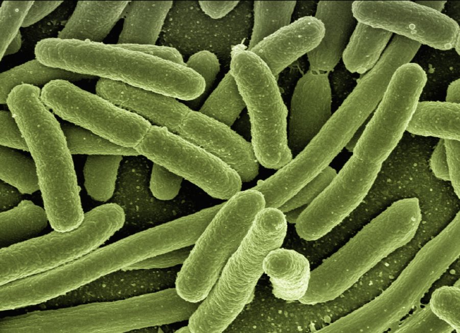 Groene staafvormige bacteriën