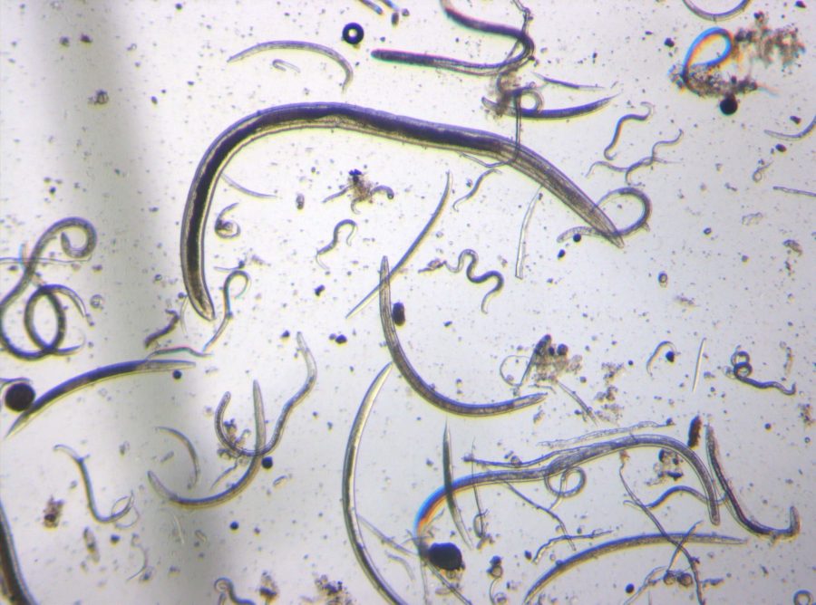 Microscopische foto van nematoden