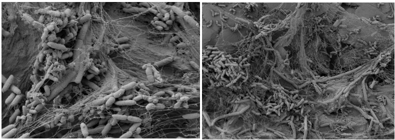 Scanning electron microscopy images of multispecies biofilms