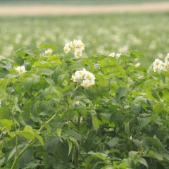 field of blooming potato plants