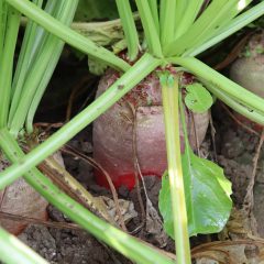 Voederbieten ten velde