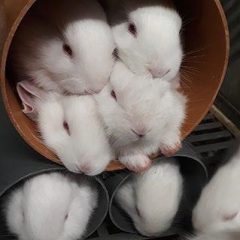 White rabbits peeking out of a PVC tube