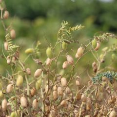 Chickpea ripening on the field