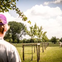 Nils Mouton kijkt naar bomenrij melkvee