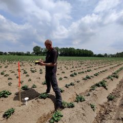 person installing sensor on potato field