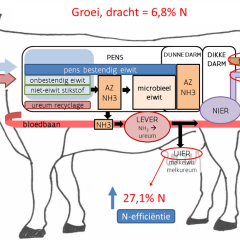 Nutrition efficiency of dairy cattle