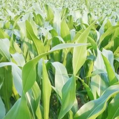 Maize plants