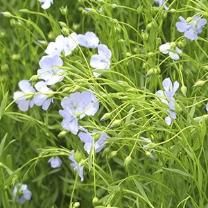 flax in bloom