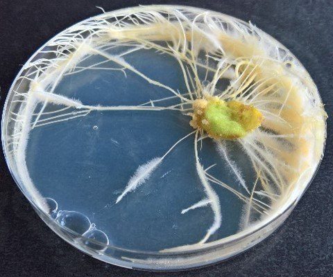 hairy roots in a petri dish